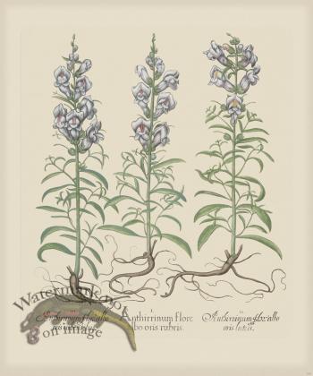 Besler 159 Colored  B2